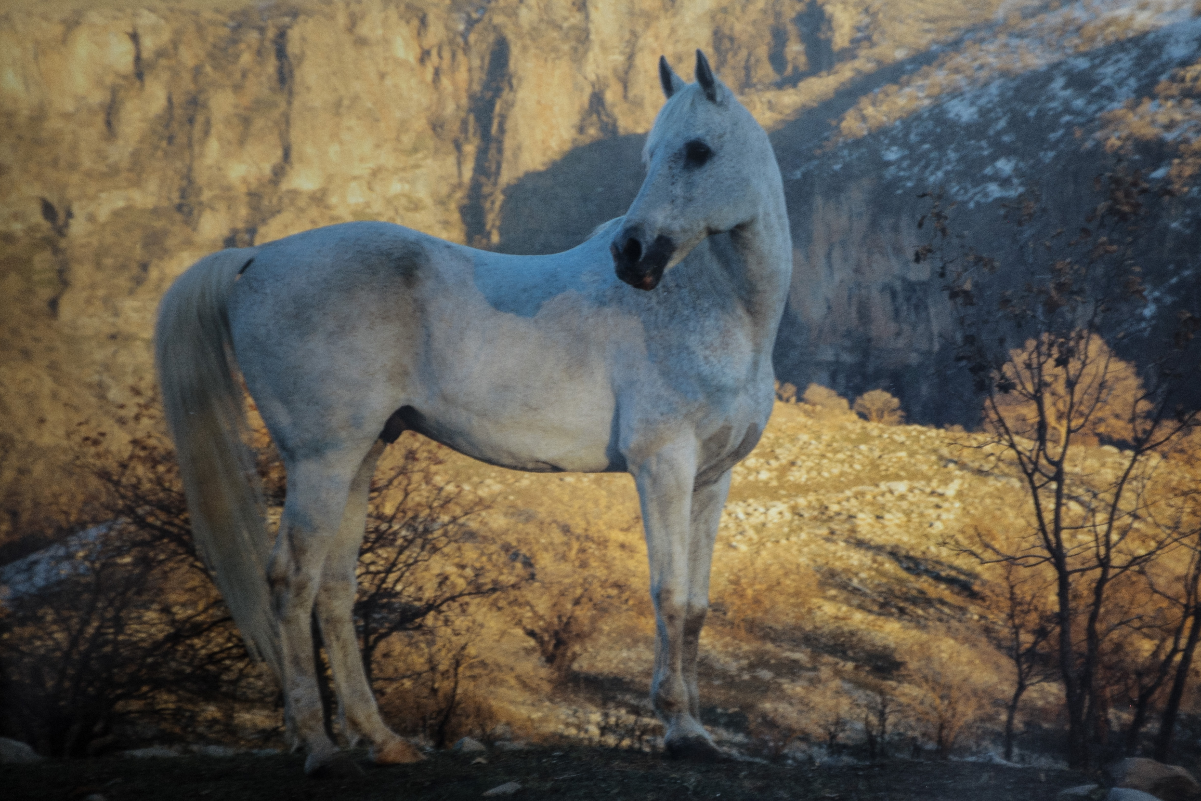 The Horses of Kurdistan recounts history through animals